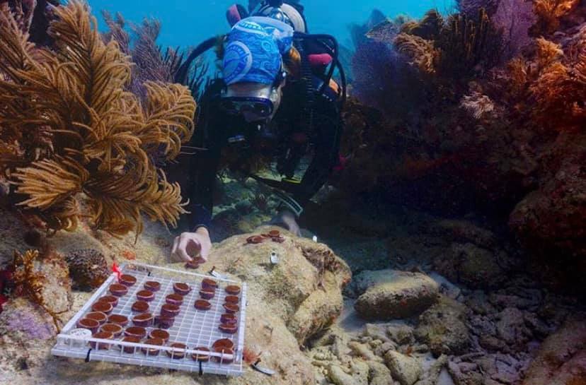Dive Into Art: Coral Creations Featured Exhibit opens Wednesday, January  17th at the History of Diving Museum, followed by Immerse Yourself  Presentation – Mission: Iconic Reefs - Key West Chamber of Commerce